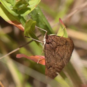 Uresiphita ornithopteralis at O'Connor, ACT - 8 Jan 2023