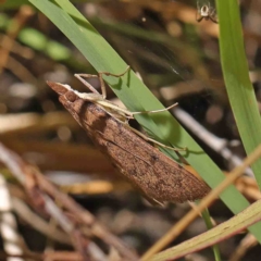 Uresiphita ornithopteralis at O'Connor, ACT - 8 Jan 2023