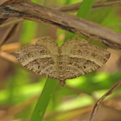 Chrysolarentia subrectaria (A Geometer moth) at O'Connor, ACT - 8 Jan 2023 by ConBoekel