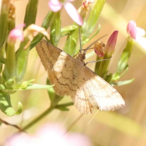 Scopula rubraria at O'Connor, ACT - 8 Jan 2023