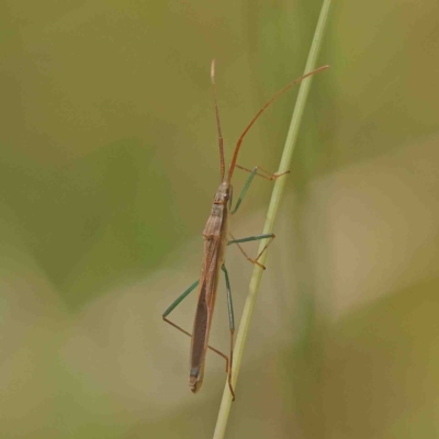 Mutusca brevicornis (A broad-headed bug) at O'Connor, ACT - 8 Jan 2023 by ConBoekel