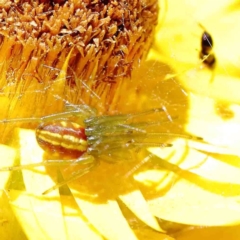 Deliochus pulcher (Beautiful Deliochus spider) at O'Connor, ACT - 8 Jan 2023 by ConBoekel