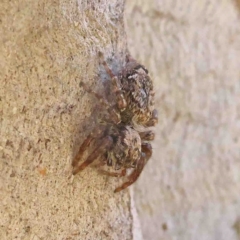 Servaea incana (Hoary Servaea) at O'Connor, ACT - 8 Jan 2023 by ConBoekel