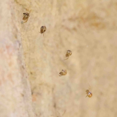 Cryptachaea veruculata (Diamondback comb-footed spider) at O'Connor, ACT - 8 Jan 2023 by ConBoekel