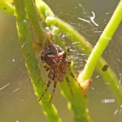 Araneinae (subfamily) (Orb weaver) at O'Connor, ACT - 8 Jan 2023 by ConBoekel