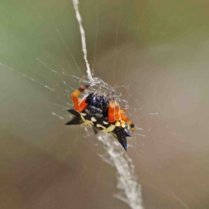 Austracantha minax at O'Connor, ACT - 8 Jan 2023 11:58 AM