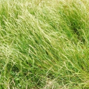 Microlaena stipoides at Jerrabomberra, ACT - 5 Jan 2023