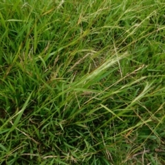 Microlaena stipoides at Jerrabomberra, ACT - 5 Jan 2023