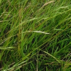 Microlaena stipoides at Jerrabomberra, ACT - 5 Jan 2023