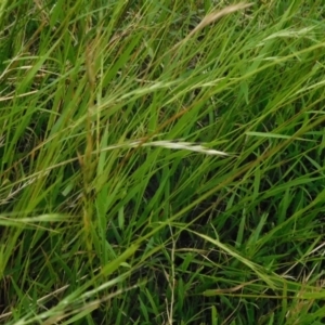 Microlaena stipoides at Jerrabomberra, ACT - 5 Jan 2023