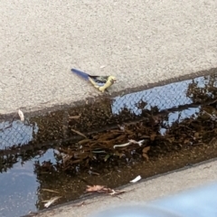 Platycercus elegans flaveolus (Yellow Rosella) at Albury, NSW - 8 Jan 2023 by Darcy