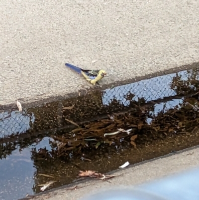 Platycercus elegans flaveolus (Yellow Rosella) at Albury, NSW - 8 Jan 2023 by Darcy