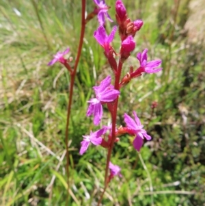 Stylidium montanum at Cotter River, ACT - 8 Jan 2023 11:56 AM