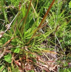 Stylidium montanum at Cotter River, ACT - 8 Jan 2023