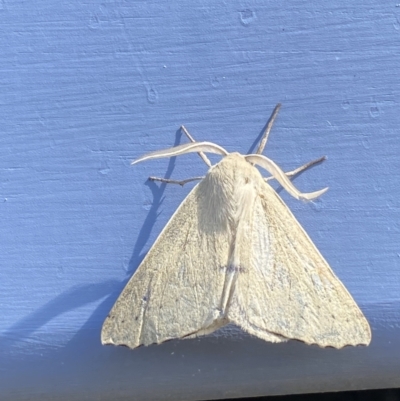 Arhodia lasiocamparia (Pink Arhodia) at Numeralla, NSW - 31 Dec 2022 by Steve_Bok