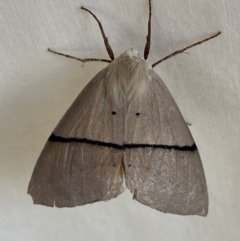 Gastrophora henricaria (Fallen-bark Looper, Beautiful Leaf Moth) at Numeralla, NSW - 1 Jan 2023 by SteveBorkowskis