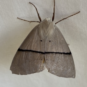 Gastrophora henricaria at Numeralla, NSW - suppressed