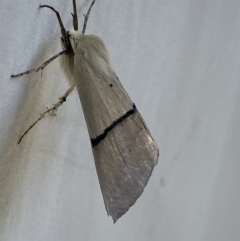 Gastrophora henricaria at Numeralla, NSW - suppressed