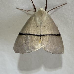 Gastrophora henricaria at Numeralla, NSW - suppressed