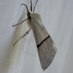 Gastrophora henricaria at Numeralla, NSW - suppressed