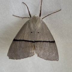 Gastrophora henricaria at Numeralla, NSW - suppressed