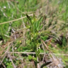 Paraprasophyllum tadgellianum (Tadgell's leek orchid) at Cotter River, ACT - 8 Jan 2023 by MatthewFrawley