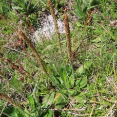 Plantago euryphylla (A Plantain) at Cotter River, ACT - 8 Jan 2023 by MatthewFrawley