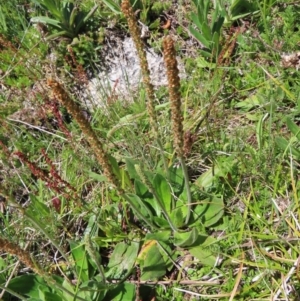 Plantago euryphylla at Cotter River, ACT - 8 Jan 2023 12:07 PM