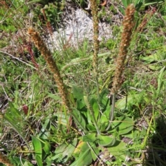 Plantago euryphylla at Cotter River, ACT - 8 Jan 2023