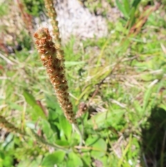 Plantago euryphylla at Cotter River, ACT - 8 Jan 2023 12:07 PM