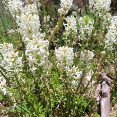 Stackhousia monogyna (Creamy Candles) at Cotter River, ACT - 8 Jan 2023 by MatthewFrawley