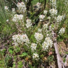 Stackhousia monogyna at Cotter River, ACT - 8 Jan 2023