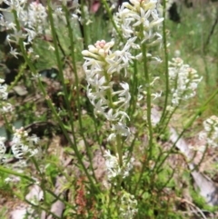 Stackhousia monogyna at Cotter River, ACT - 8 Jan 2023