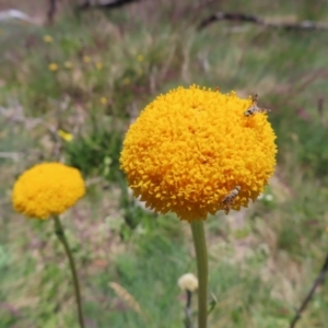 Craspedia aurantia var. aurantia at Cotter River, ACT - 8 Jan 2023