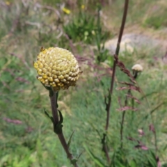 Craspedia aurantia var. aurantia at Cotter River, ACT - suppressed