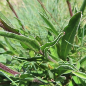 Craspedia aurantia var. aurantia at Cotter River, ACT - suppressed