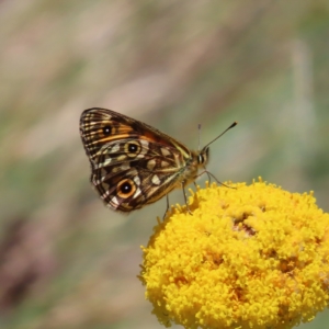 Oreixenica orichora at Cotter River, ACT - 8 Jan 2023