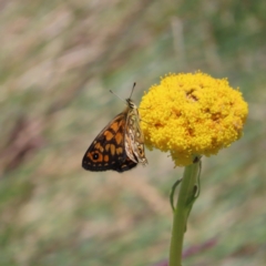 Oreixenica orichora at Cotter River, ACT - 8 Jan 2023