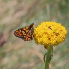 Oreixenica orichora at Cotter River, ACT - 8 Jan 2023