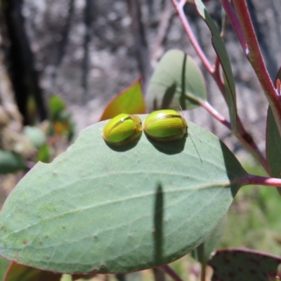 Paropsisterna hectica (A leaf beetle) at Cotter River, ACT - 8 Jan 2023 by MatthewFrawley