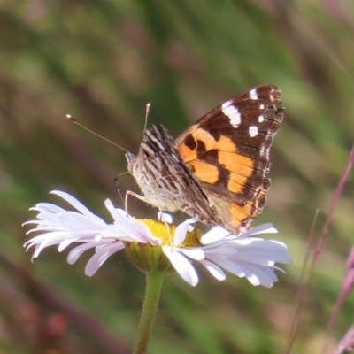 Vanessa kershawi (Australian Painted Lady) at Bimberi, NSW - 8 Jan 2023 by MatthewFrawley