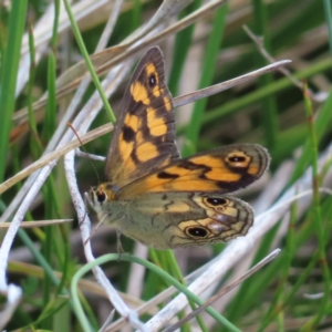 Heteronympha cordace at Cotter River, ACT - 8 Jan 2023