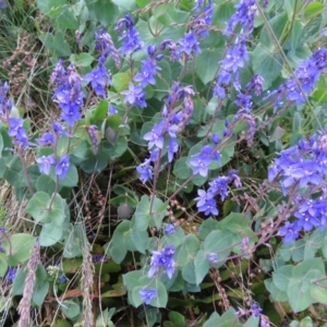 Veronica perfoliata at Cotter River, ACT - 8 Jan 2023