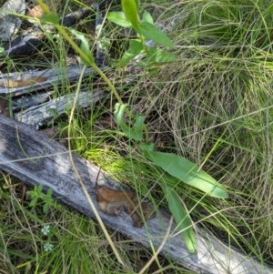 Craspedia variabilis at Paddys River, ACT - suppressed