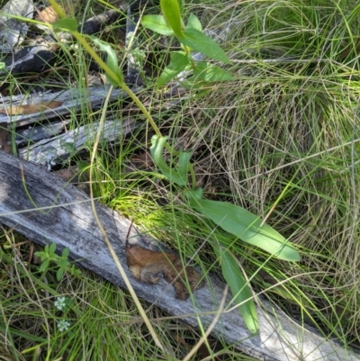 Craspedia variabilis (Common Billy Buttons) at Paddys River, ACT - 8 Jan 2023 by MattM