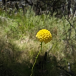 Craspedia variabilis at Paddys River, ACT - suppressed