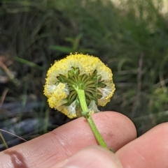 Craspedia variabilis at Paddys River, ACT - suppressed