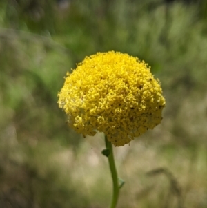 Craspedia variabilis at Paddys River, ACT - suppressed