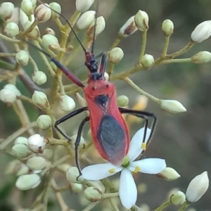 Gminatus australis at Greenway, ACT - 9 Jan 2023