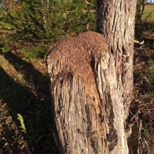 Papyrius sp. (genus) at Greenway, ACT - suppressed